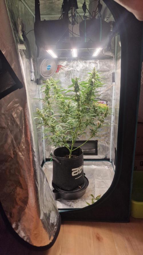One plant one tent - Gorilla Z FB42. Week 9