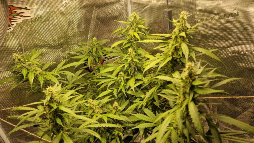 One plant one tent - Gorilla Z FB42. Week 9