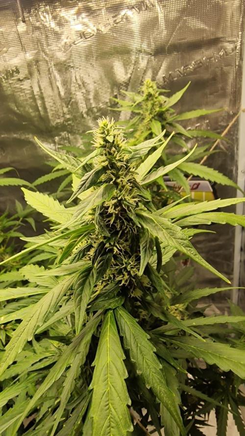 One plant one tent - Gorilla Z FB42. Week 9