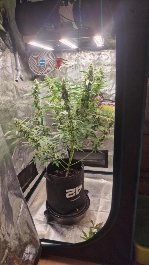 One plant one tent - Gorilla Z FB42. Week 9