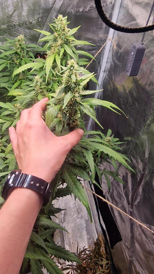 One plant one tent - Gorilla Z FB42. Week 11