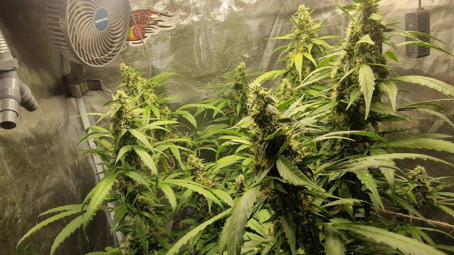 One plant one tent - Gorilla Z FB42. Week 11