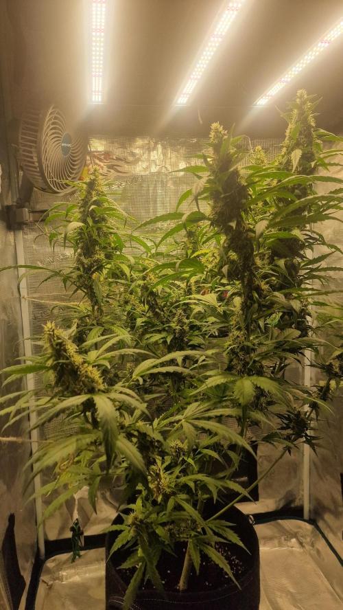 One plant one tent - Gorilla Z FB42. Week 11