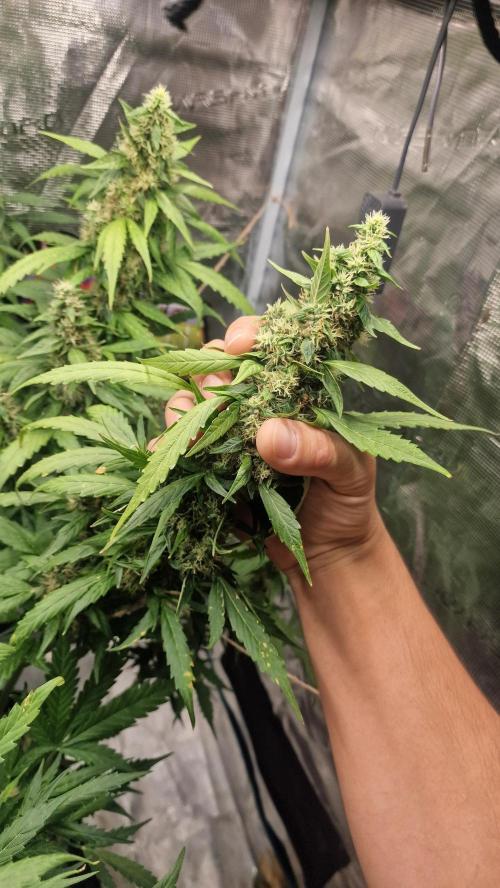 One plant one tent - Gorilla Z FB42. Week 11