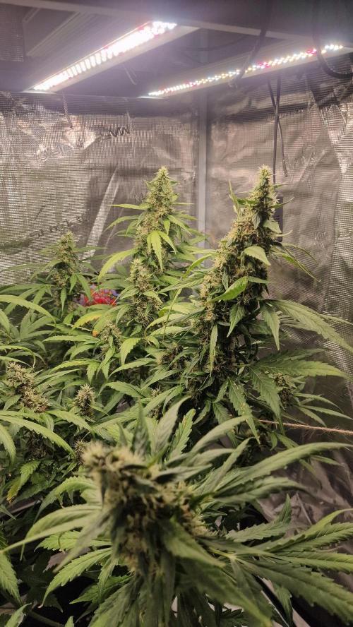 One plant one tent - Gorilla Z FB42. Week 11