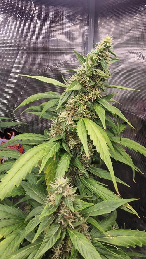 One plant one tent - Gorilla Z FB42. Week 11