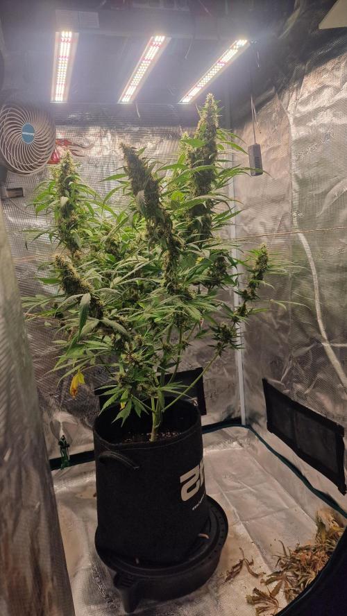 One plant one tent - Gorilla Z FB42. Week 11