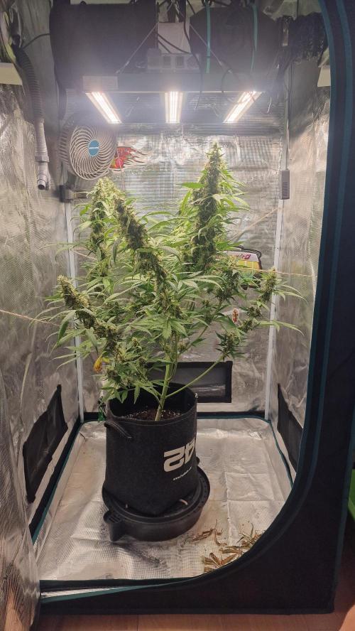 One plant one tent - Gorilla Z FB42. Week 11