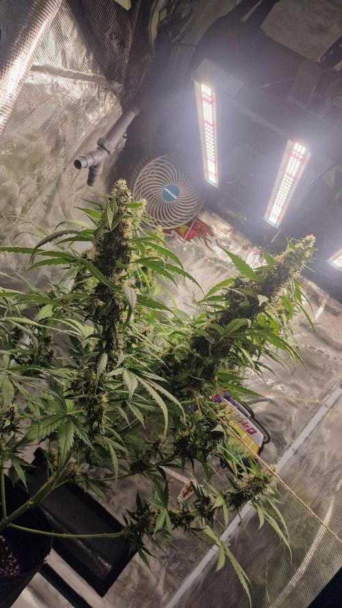 One plant one tent - Gorilla Z FB42. Week 11