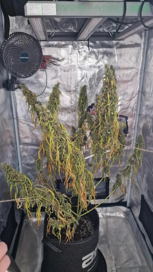One plant one tent - Gorilla Z FB42. Week 12