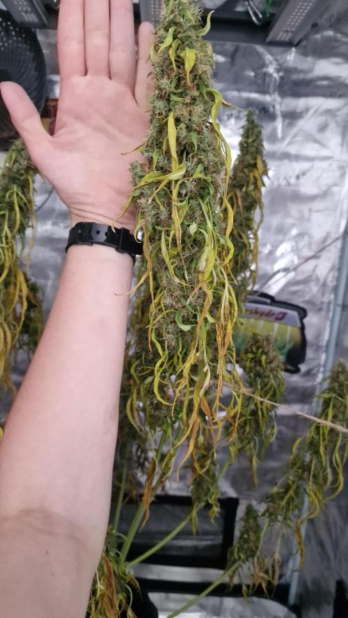 One plant one tent - Gorilla Z FB42. Week 12