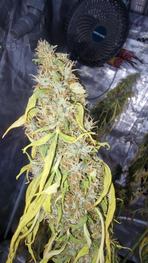 One plant one tent - Gorilla Z FB42. Week 12