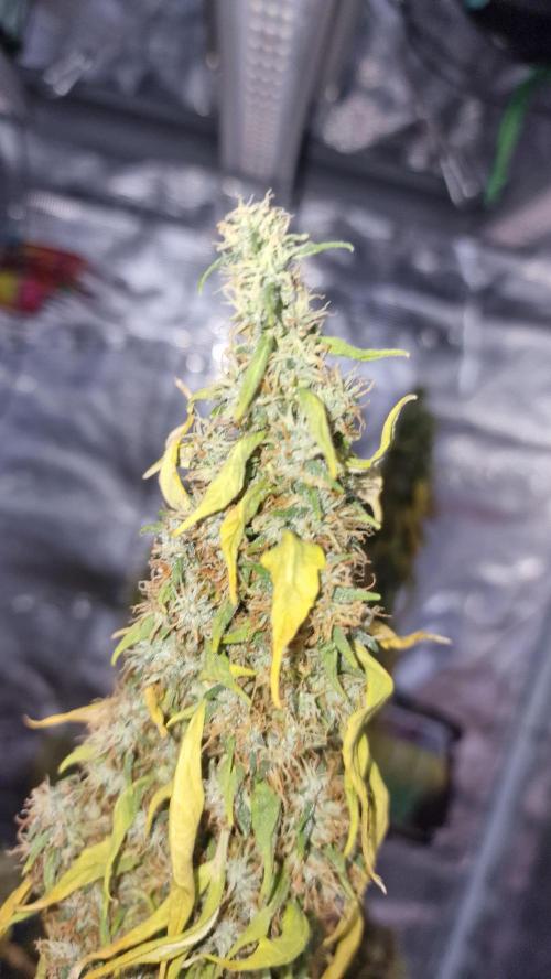One plant one tent - Gorilla Z FB42. Week 12