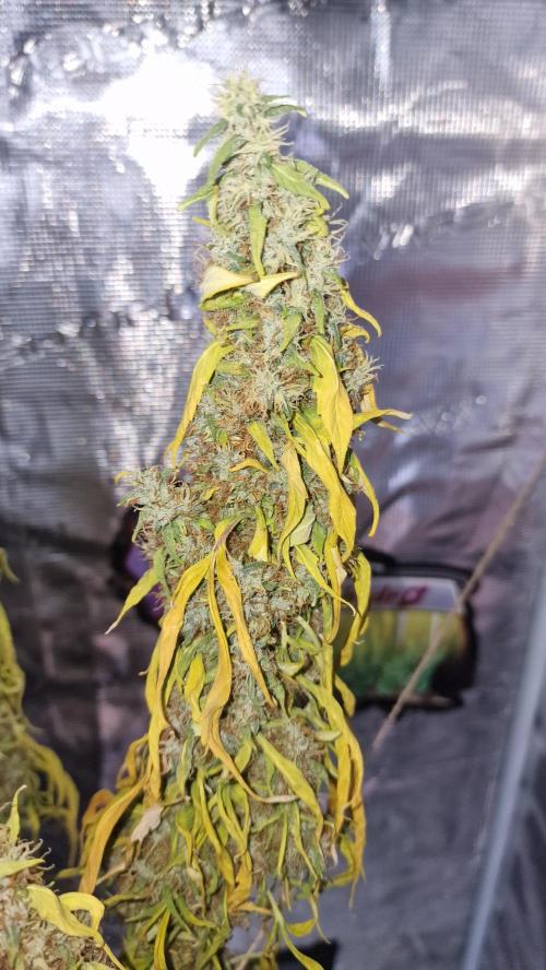 One plant one tent - Gorilla Z FB42. Week 12