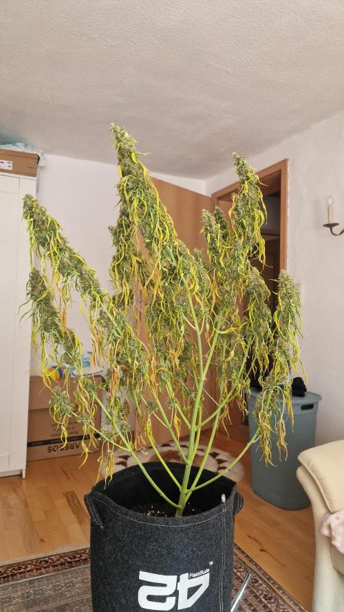 One plant one tent - Gorilla Z FB42. Week 12