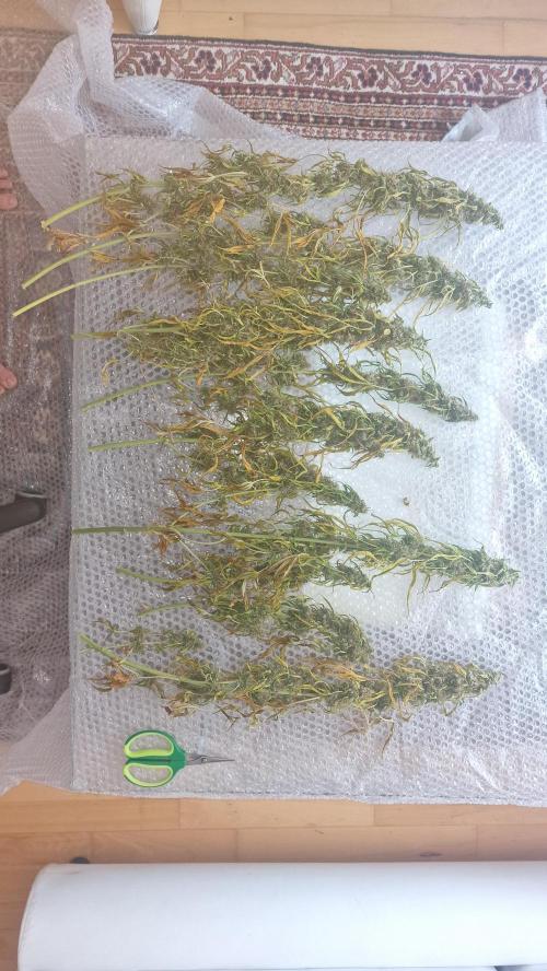 One plant one tent - Gorilla Z FB42. Week 12