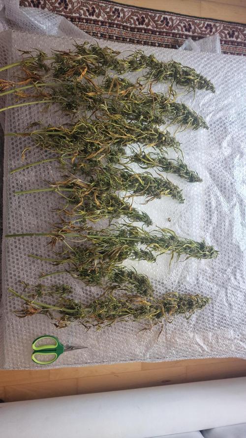 One plant one tent - Gorilla Z FB42. Week 12