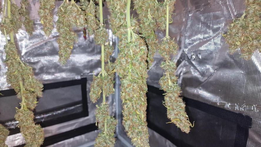 One plant one tent - Gorilla Z FB42. Week 12