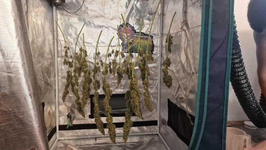 One plant one tent - Gorilla Z FB42. Week 12