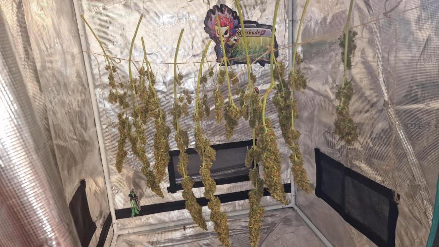 One plant one tent - Gorilla Z FB42. Week 12