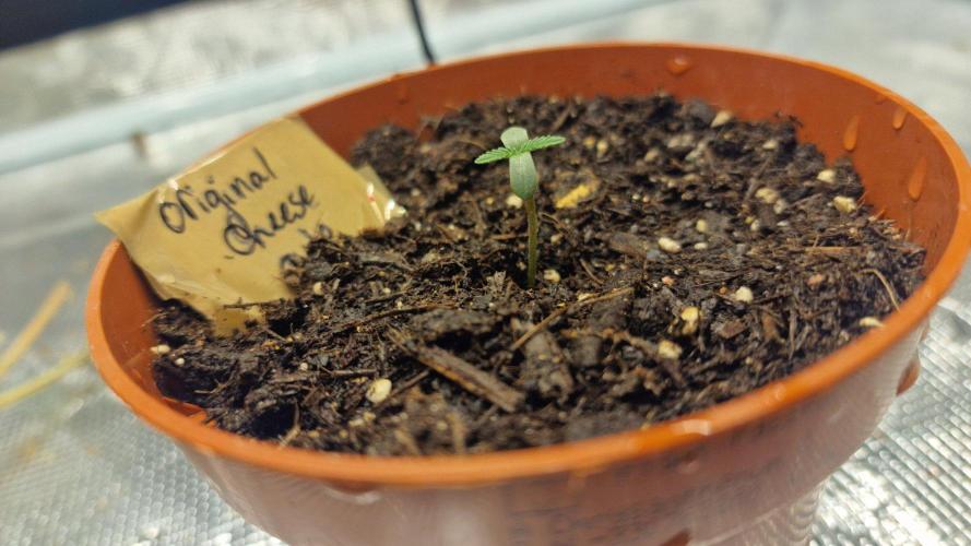 Lady Cheese 🧀 🌱 FB42 - Original Cheese. Week 0
