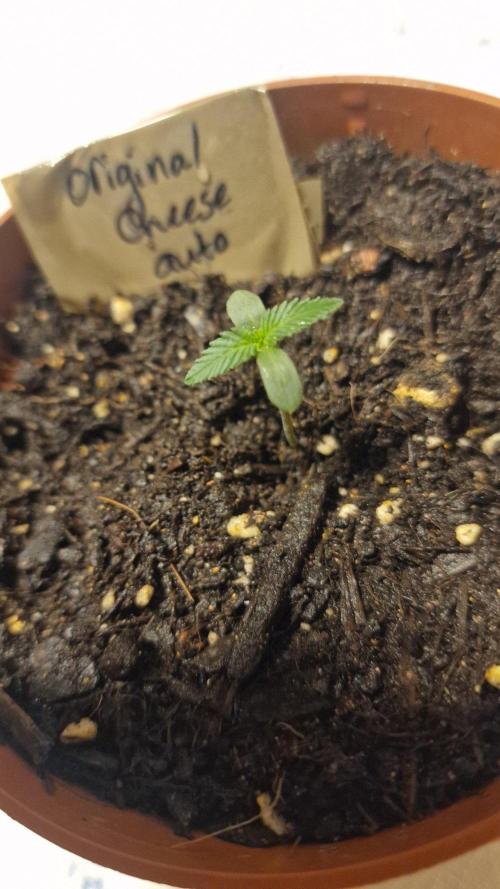 Lady Cheese 🧀 🌱 FB42 - Original Cheese. Week 0