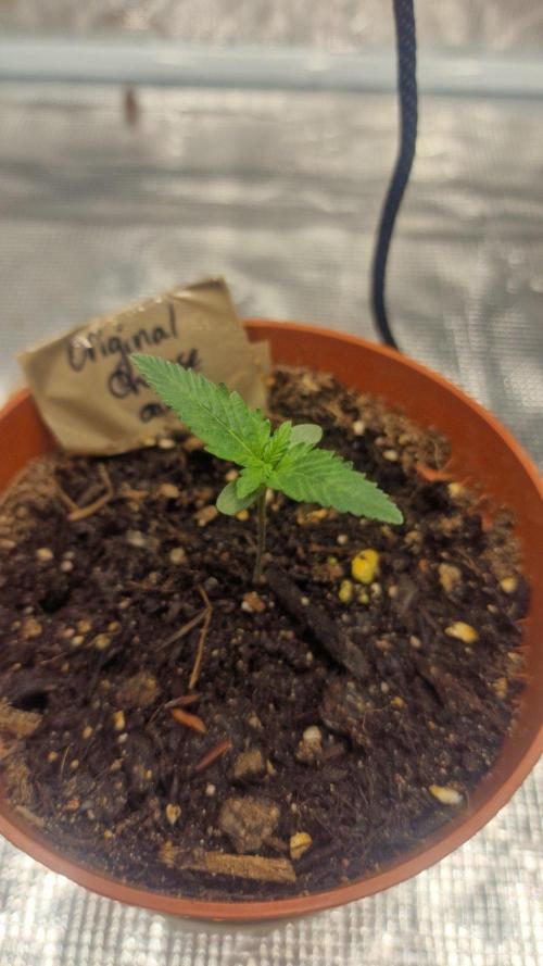 Lady Cheese 🧀 🌱 FB42 - Original Cheese. Week 0