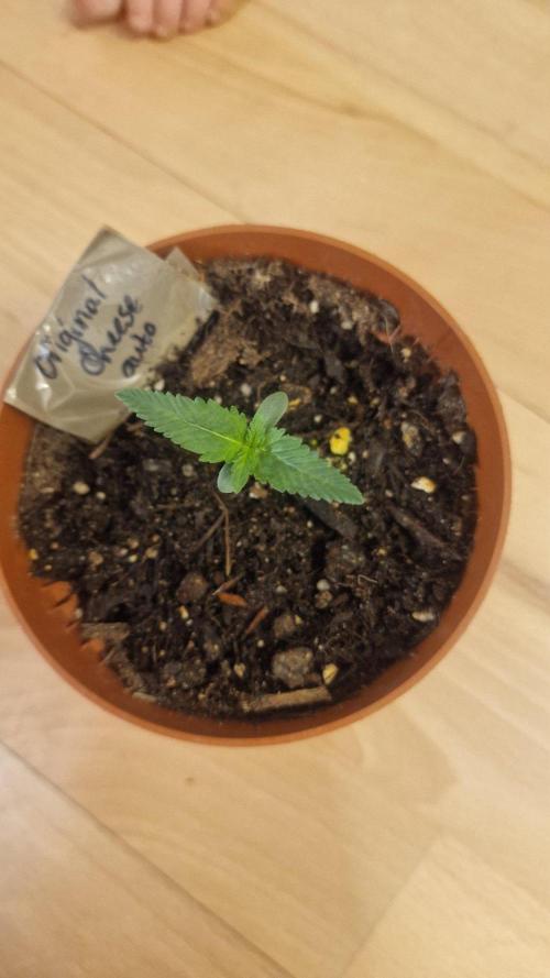 Lady Cheese 🧀 🌱 FB42 - Original Cheese. Week 0