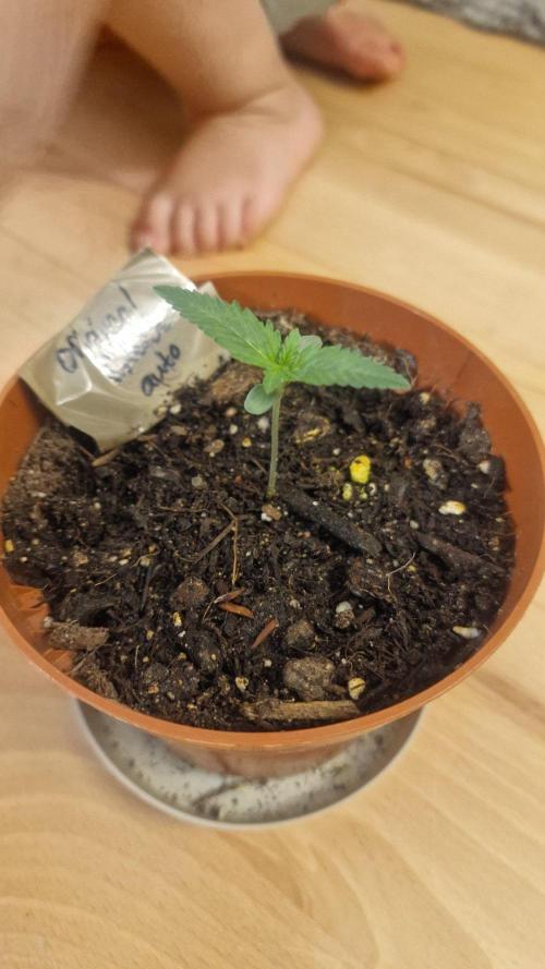 Lady Cheese 🧀 🌱 FB42 - Original Cheese. Week 0