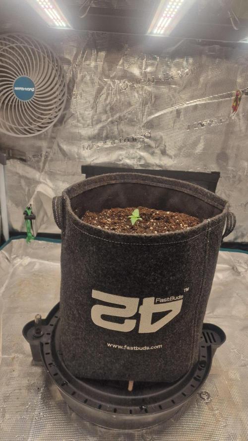 Lady Cheese 🧀 🌱 FB42 - Original Cheese. Week 1