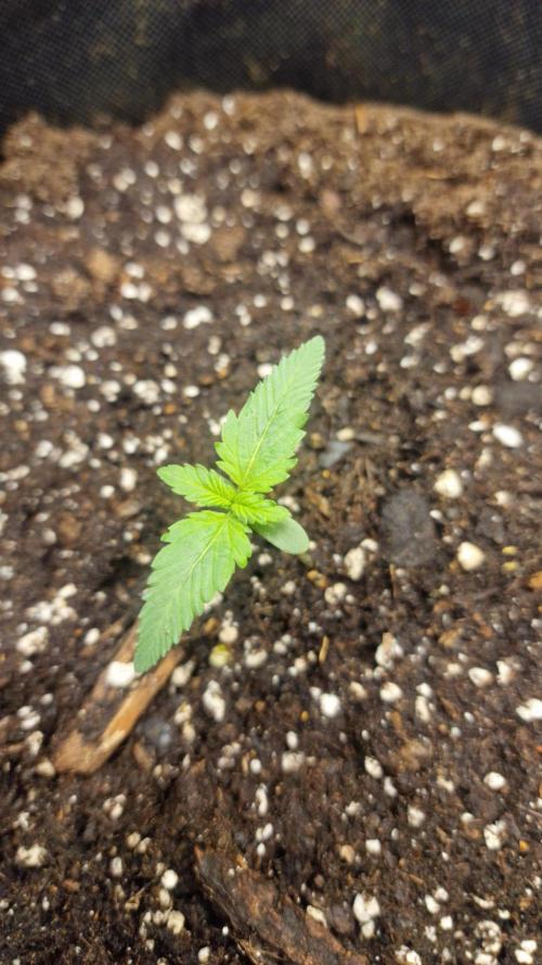 Lady Cheese 🧀 🌱 FB42 - Original Cheese. Week 1
