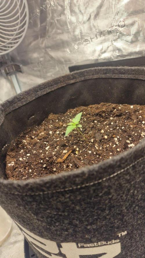 Cheese Auto. Week 1