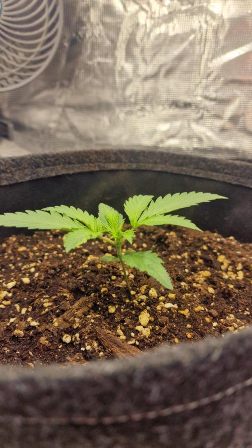 Lady Cheese 🧀 🌱 FB42 - Original Cheese. Week 1