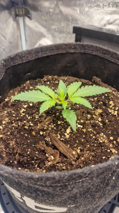 Lady Cheese 🧀 🌱 FB42 - Original Cheese. Week 1