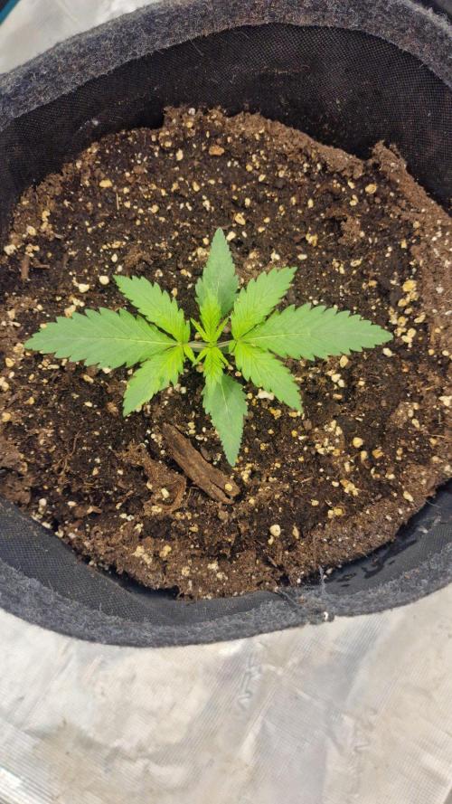 Cheese Auto. Week 1