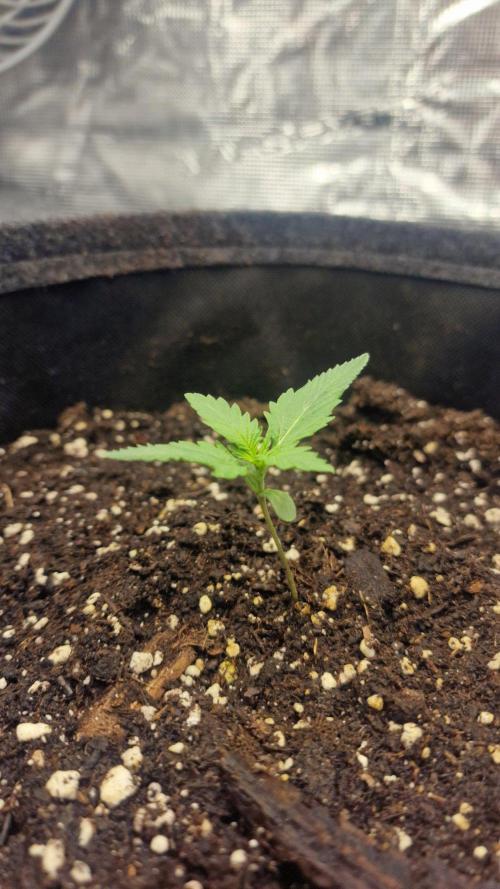 Lady Cheese 🧀 🌱 FB42 - Original Cheese. Week 2