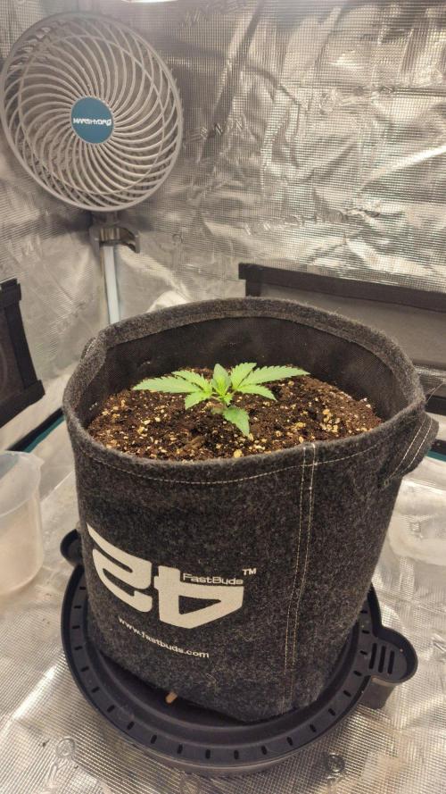 Lady Cheese 🧀 🌱 FB42 - Original Cheese. Week 2