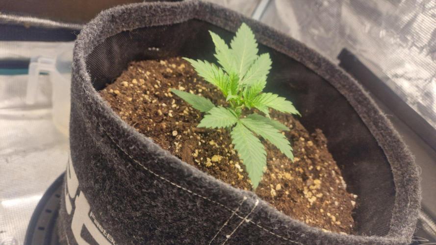 Lady Cheese 🧀 🌱 FB42 - Original Cheese. Week 2