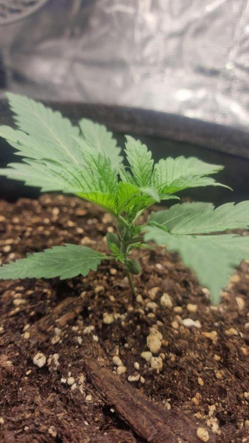 Lady Cheese 🧀 🌱 FB42 - Original Cheese. Week 2