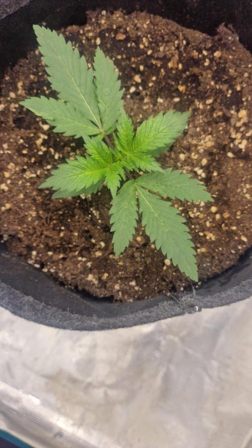 Lady Cheese 🧀 🌱 FB42 - Original Cheese. Week 2