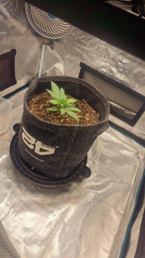 Lady Cheese 🧀 🌱 FB42 - Original Cheese. Week 2