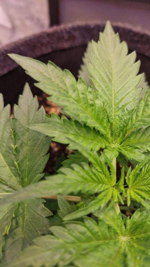 Lady Cheese 🧀 🌱 FB42 - Original Cheese