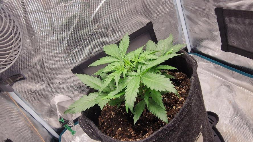 Lady Cheese 🧀 🌱 FB42 - Original Cheese. Week 3