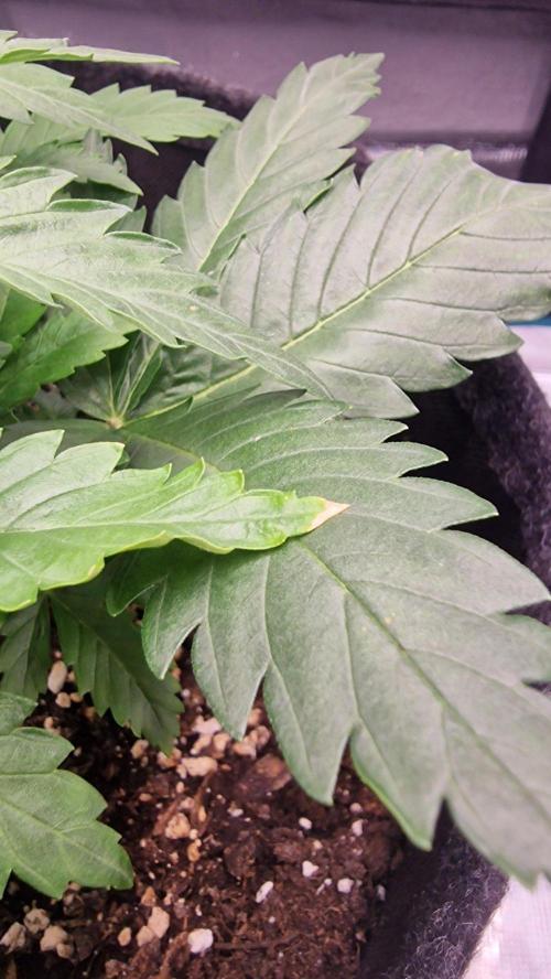 Lady Cheese 🧀 🌱 FB42 - Original Cheese. Week 3