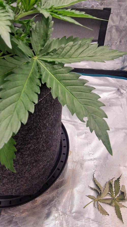 Lady Cheese 🧀 🌱 FB42 - Original Cheese. Week 3