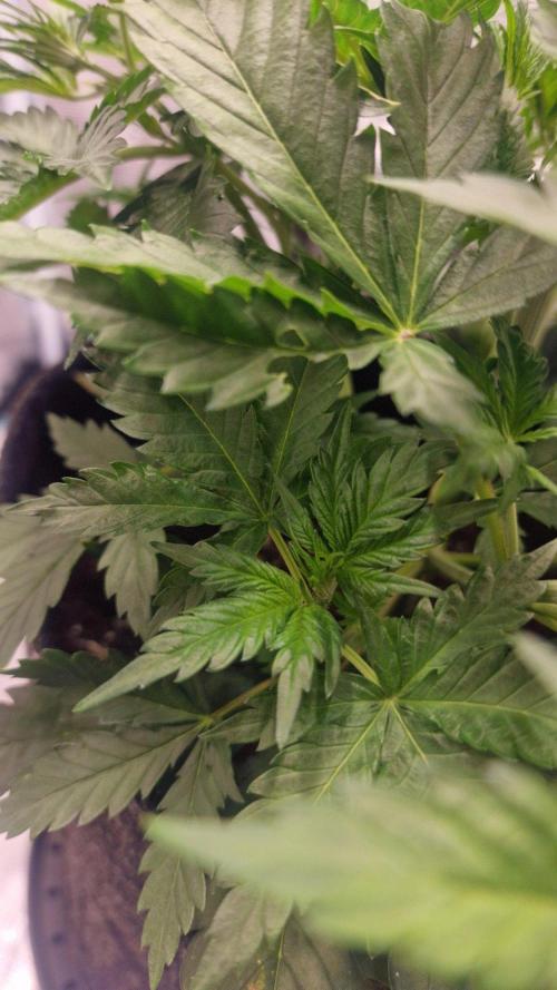 Lady Cheese 🧀 🌱 FB42 - Original Cheese. Week 3