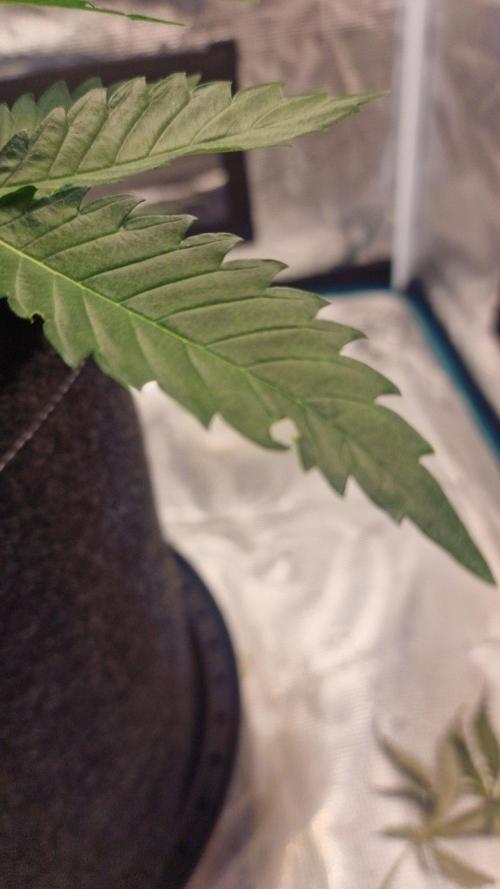 Cheese Auto. Week 3