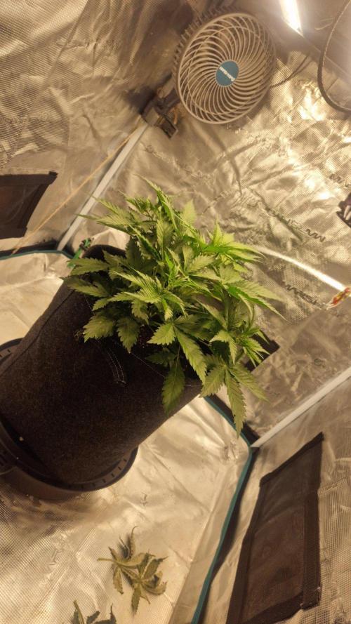 Lady Cheese 🧀 🌱 FB42 - Original Cheese. Week 4