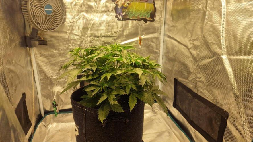 Lady Cheese 🧀 🌱 FB42 - Original Cheese. Week 4