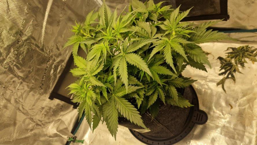 Lady Cheese 🧀 🌱 FB42 - Original Cheese. Week 4